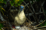 Assertive Red Footed Booby and chick, Darwin Bay, Genovesa Island, The Galapagos, Ecuador, 2012