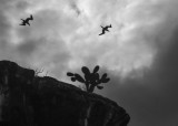 Red Footed Boobies over Darwin Bay, Genovesa Island, The Galapagos, Ecuador, 2012