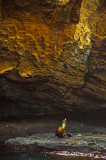 Fur seal, Pinnacle Rock, Bartolome Island, The Galapagos, Ecuador, 2012