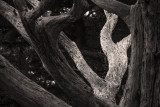 Cypress branches, Point Lobos State Natural Reserve, Carmel, California, 2012