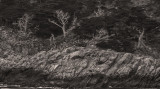 Ghosts in the forest, Point Lobos State Natural Reserve, Carmel, California, 2012