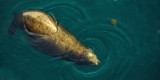 Harbor Seal and Jellyfish, Monterey, California, 2012