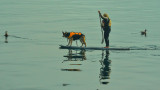 Floating the dog, Monterey, California, 2012