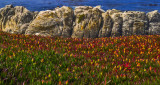 Wildflowers, Carmel, California, 2012