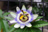 Passion Flower