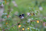 Blue Wren TEC110FL 40D.jpg