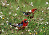 Rosellas