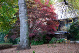 Mt Wilson house and tree