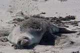 Elephant Seal