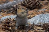 Golden-mantled Ground Squirrel