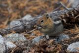 Golden-mantled Ground Squirrel