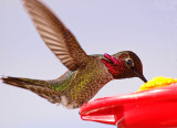 Costas Hummingbird (male)