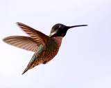 Costas Hummingbird (male)