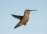 Annas Hummingbird (female)
