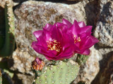 Spring is in the air - Prickly Pear Cactus