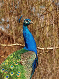 Peacock