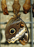 Yellow-edged Giant Owl (caligo atreus)