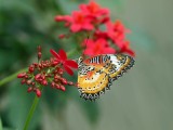 Leopard Lacewing (Cethosia cyane) Butterfly