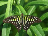 Tailed Jay/Green Triangle (Graphium agamemnon)