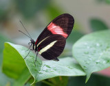 Postman butterfly (Heliconius melpomeme)