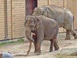Carries a big stick - Asian Elephant