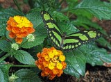 Malachite on Lantana