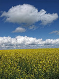 Canola