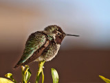 Hummingbirds of Arizona