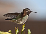 Annas (male) Hummingbird