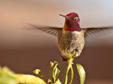 Annas (male) Hummingbird