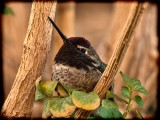 Annas (male fledgling) Hummingbird