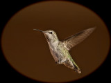 Annas (female) Hummingbird