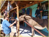 Mark feeding a burro