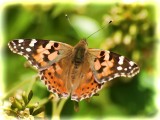 Painted Lady (Vanessa cardui)