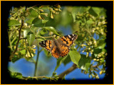 Painted Lady (Vanessa cardui)