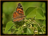 Painted Lady (Vanessa cardui)