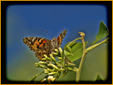 Painted Lady (Vanessa cardui)