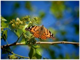 Painted Lady (Vanessa cardui)