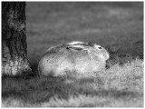 Hare - resting