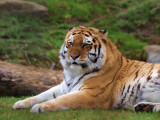 Siberian Tiger (oil painting pp)