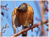 American Robin