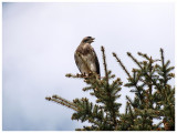 Swainsons Hawk (Buteo swainsoni)