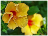 Yellow Hibiscus