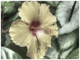 Yellow Hibiscus BW Painterly Color