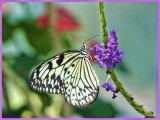 Paper Kite Butterfly - feeding (Idea leuconoe) 