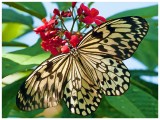 Paper Kite Butterfly (Idea leuconoe) 