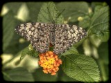 Gray Cracker on lantana