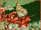 Siproeta stelenes (Malachite)