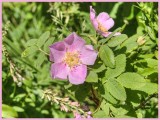 Wild Rose of Alberta