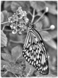 Paper Kite Butterfly - on lantana